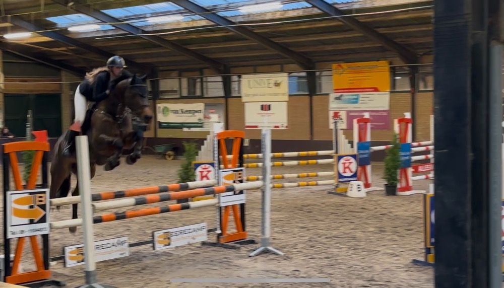 KWPN springpaard Merrie 12 jaar Bruin te koop - Foto 2