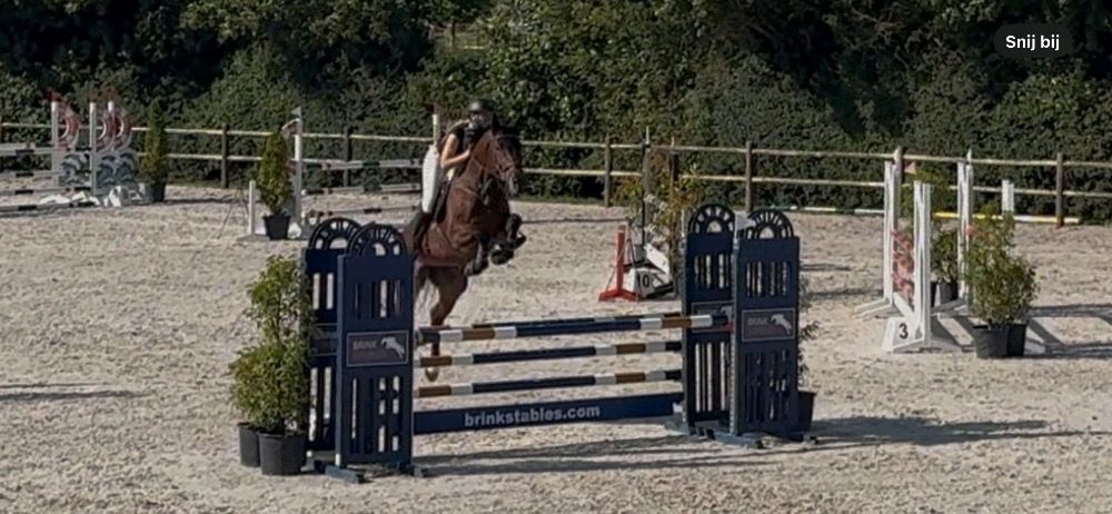 KWPN springpaard Merrie 12 jaar Bruin te koop - Foto 5