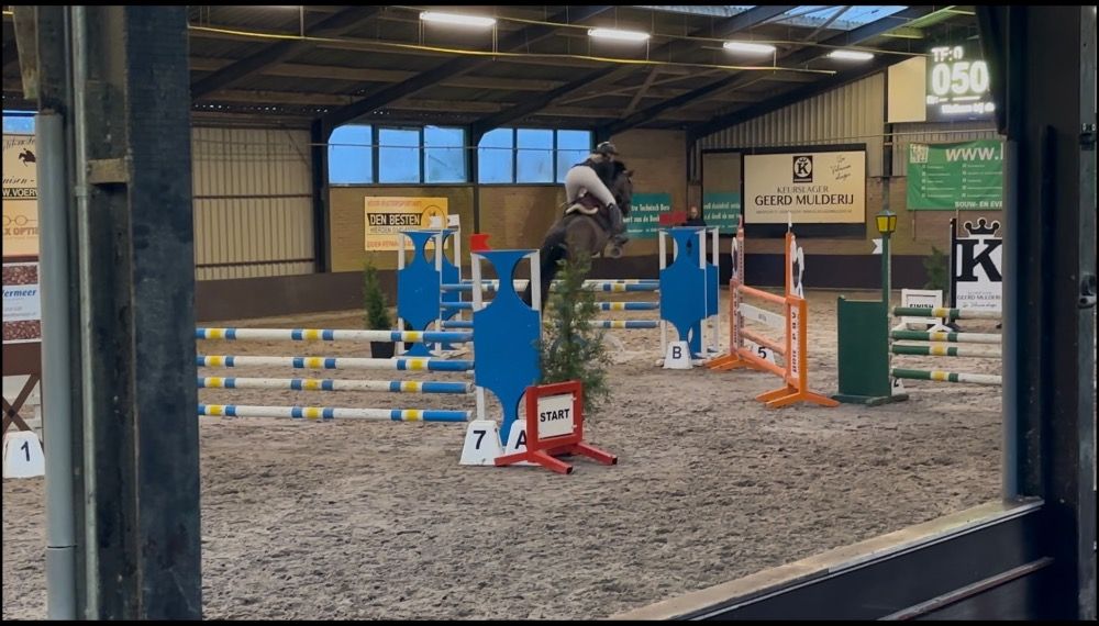 KWPN springpaard Merrie 12 jaar Bruin te koop - Foto 3