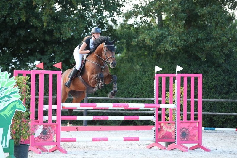 KWPN springpaard Merrie 12 jaar Bruin te koop - Foto 6