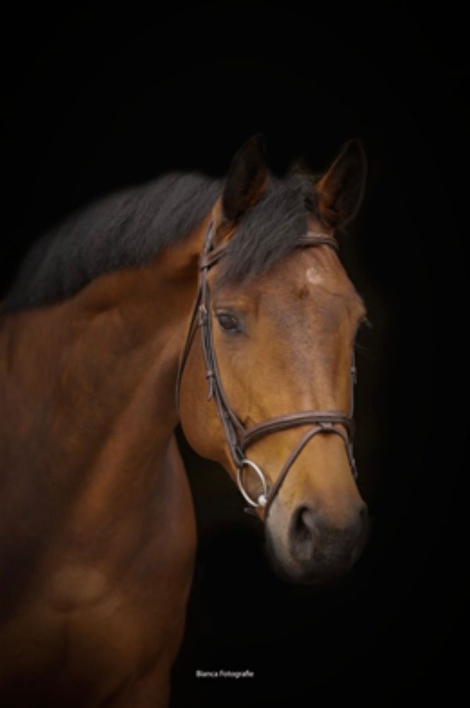 KWPN springpaard Merrie 12 jaar Bruin te koop - Hoofdfoto