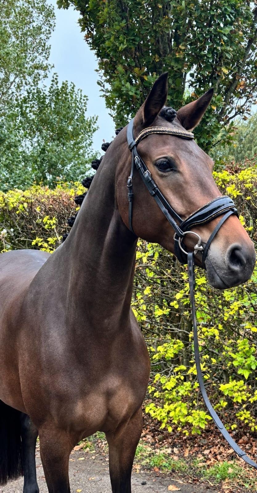 kwpn dressuurpaard merrie 4 år donkerbruin till salu - Foto 2