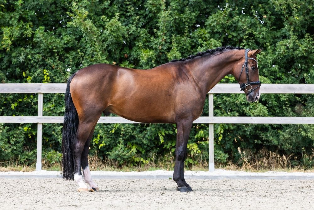 KWPN dressuurpaard Ruin 4 jaar Bruin te koop - Hoofdfoto