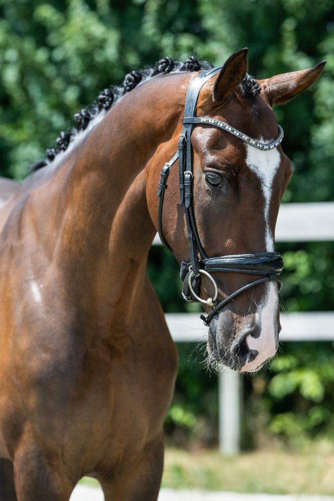 KWPN dressuurpaard Ruin 4 jaar Bruin te koop - Foto 2