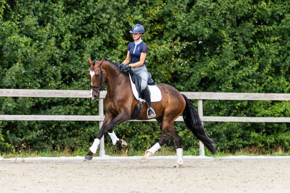 KWPN dressuurpaard Ruin 4 jaar Bruin te koop - Foto 3