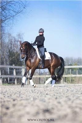 KWPN dressuurpaard Merrie Donkerbruin te koop - Foto 6
