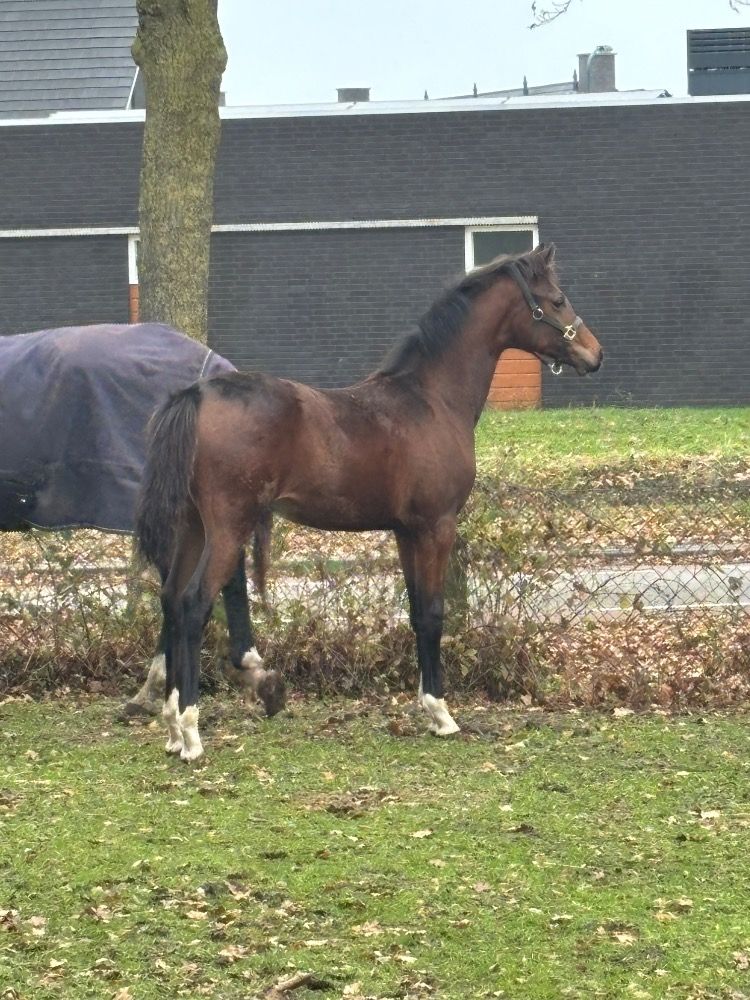 KWPN dressuurpaard Merrie Donkerbruin te koop - Foto 5