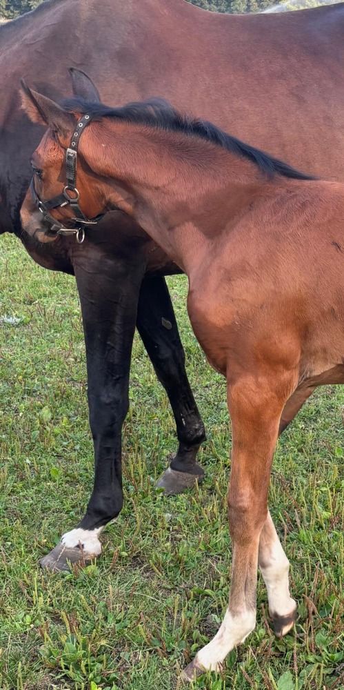 KWPN dressuurpaard Merrie Donkerbruin te koop - Foto 2