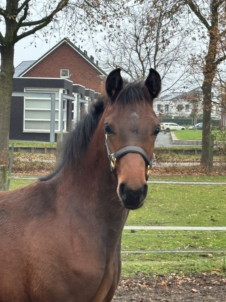 KWPN dressuurpaard Merrie Donkerbruin te koop - Hoofdfoto