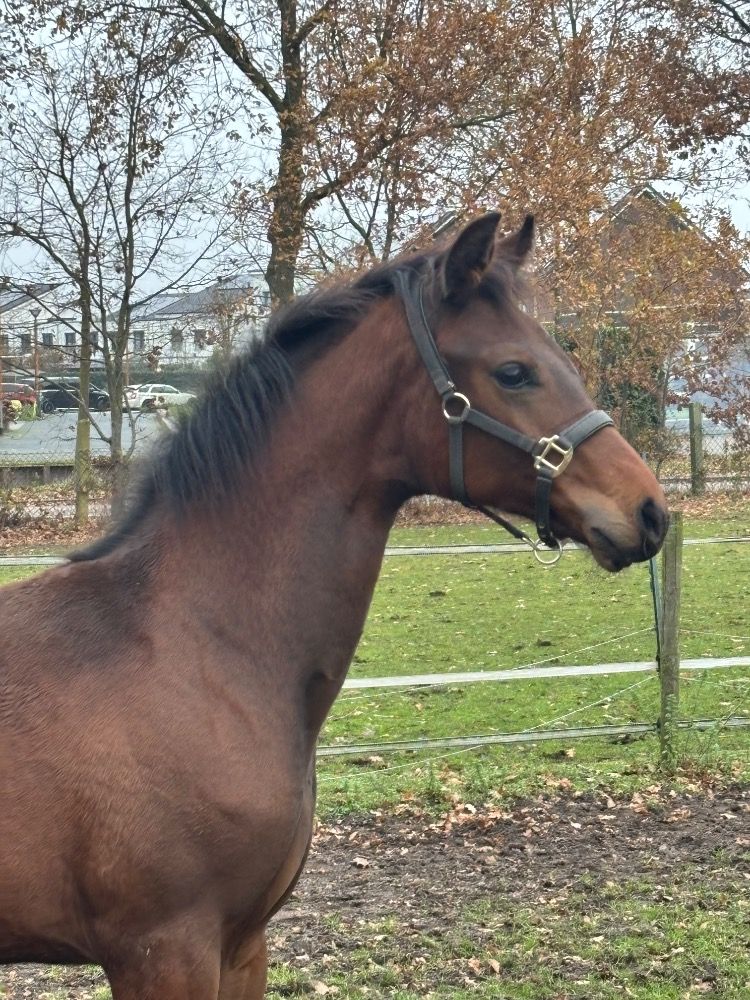 KWPN dressuurpaard Merrie Donkerbruin te koop - Foto 4
