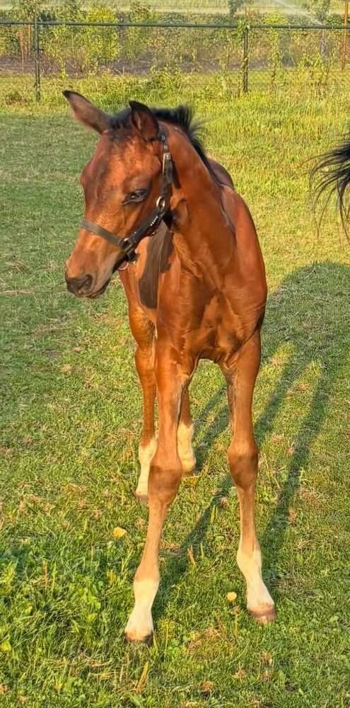 KWPN dressuurpaard Merrie Donkerbruin te koop - Foto 3