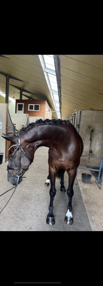 BWP dressuurpaard Merrie 5 jaar Andere te koop - Hoofdfoto