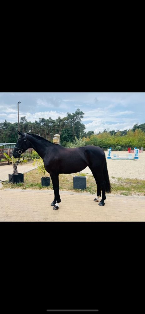 BWP dressuurpaard Merrie 5 jaar Andere te koop - Foto 2
