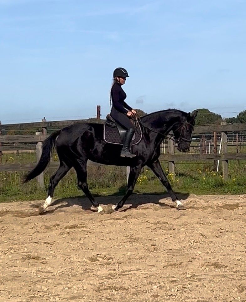 dressuurpaard merrie 8 let zwart na prodej - Foto 4