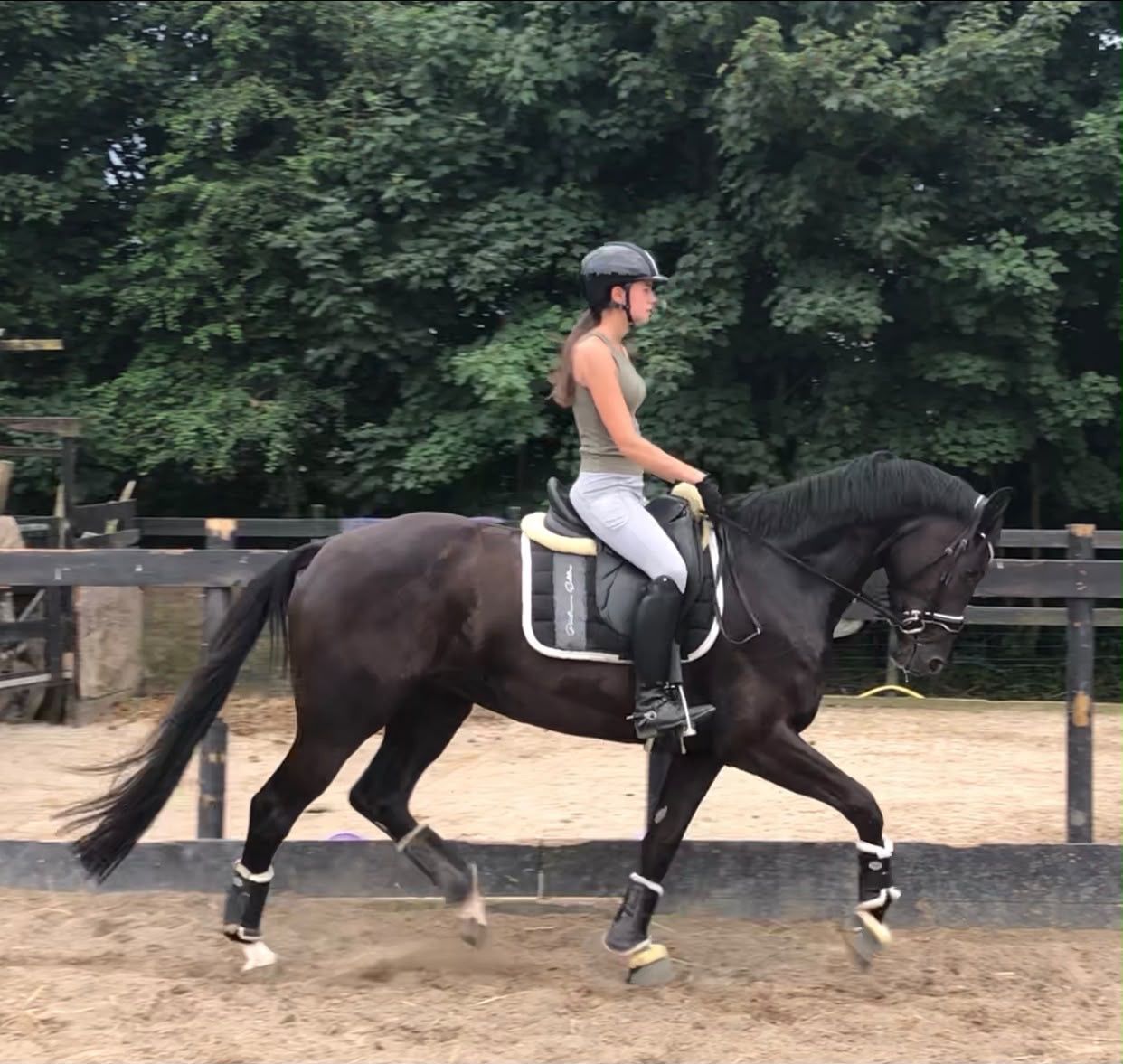 dressuurpaard merrie 8 let zwart na prodej - Foto 5