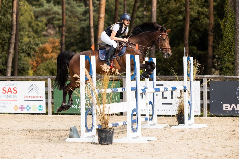 Zangersheide springpaard Merrie 9 jaar Bruin te koop - Foto 4