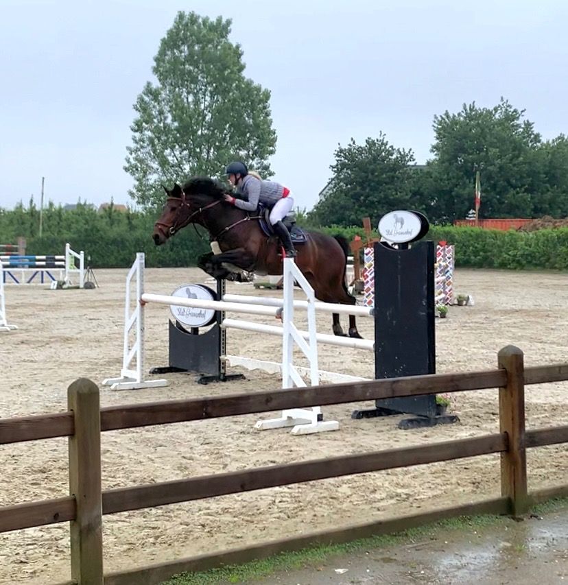Zangersheide springpaard Merrie 9 jaar Bruin te koop - Foto 2