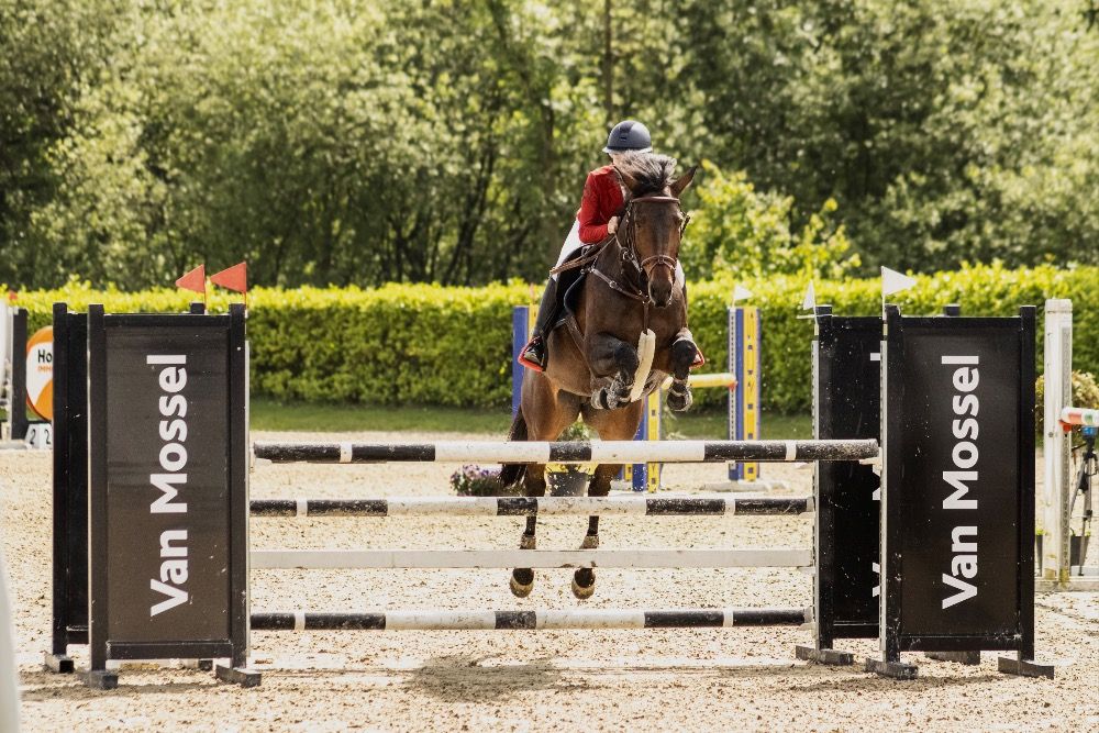 Zangersheide springpaard Merrie 9 jaar Bruin te koop - Foto 6