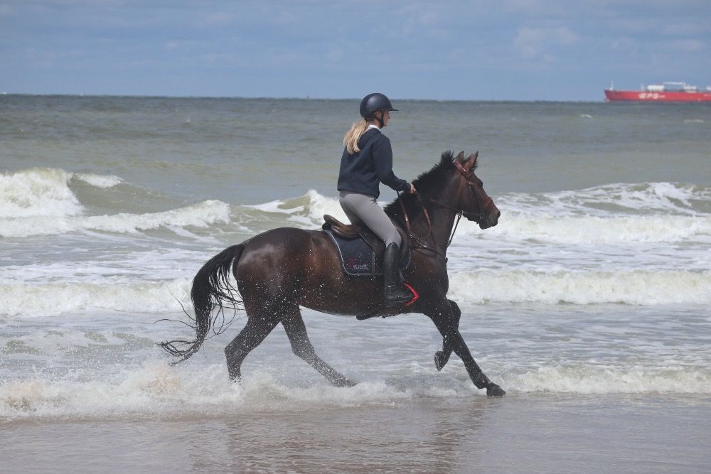 Zangersheide springpaard Merrie 9 jaar Bruin te koop - Foto 5