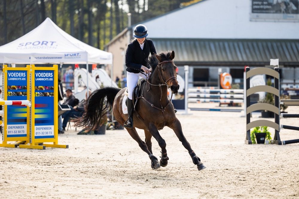 Zangersheide springpaard Merrie 9 jaar Bruin te koop - Hoofdfoto