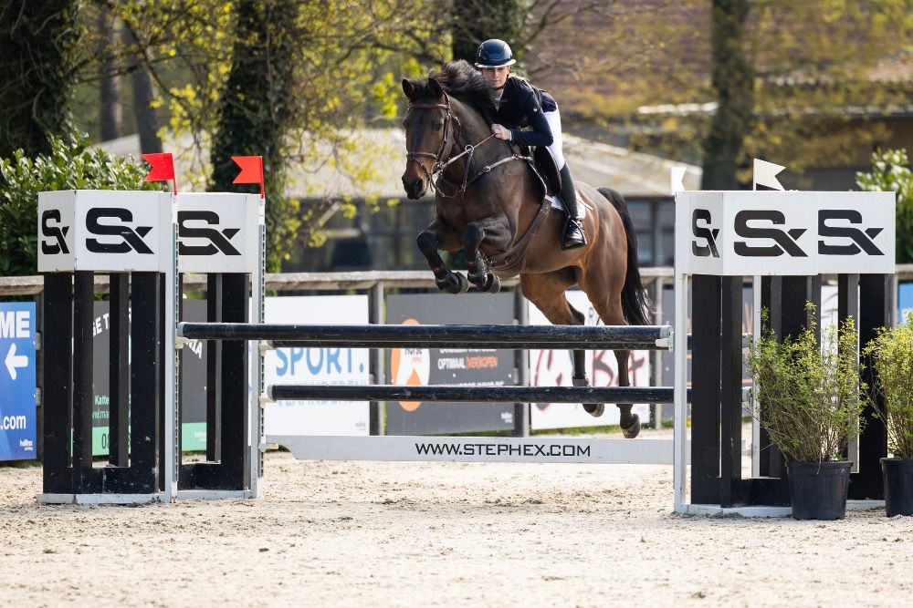 Zangersheide springpaard Merrie 9 jaar Bruin te koop - Foto 3