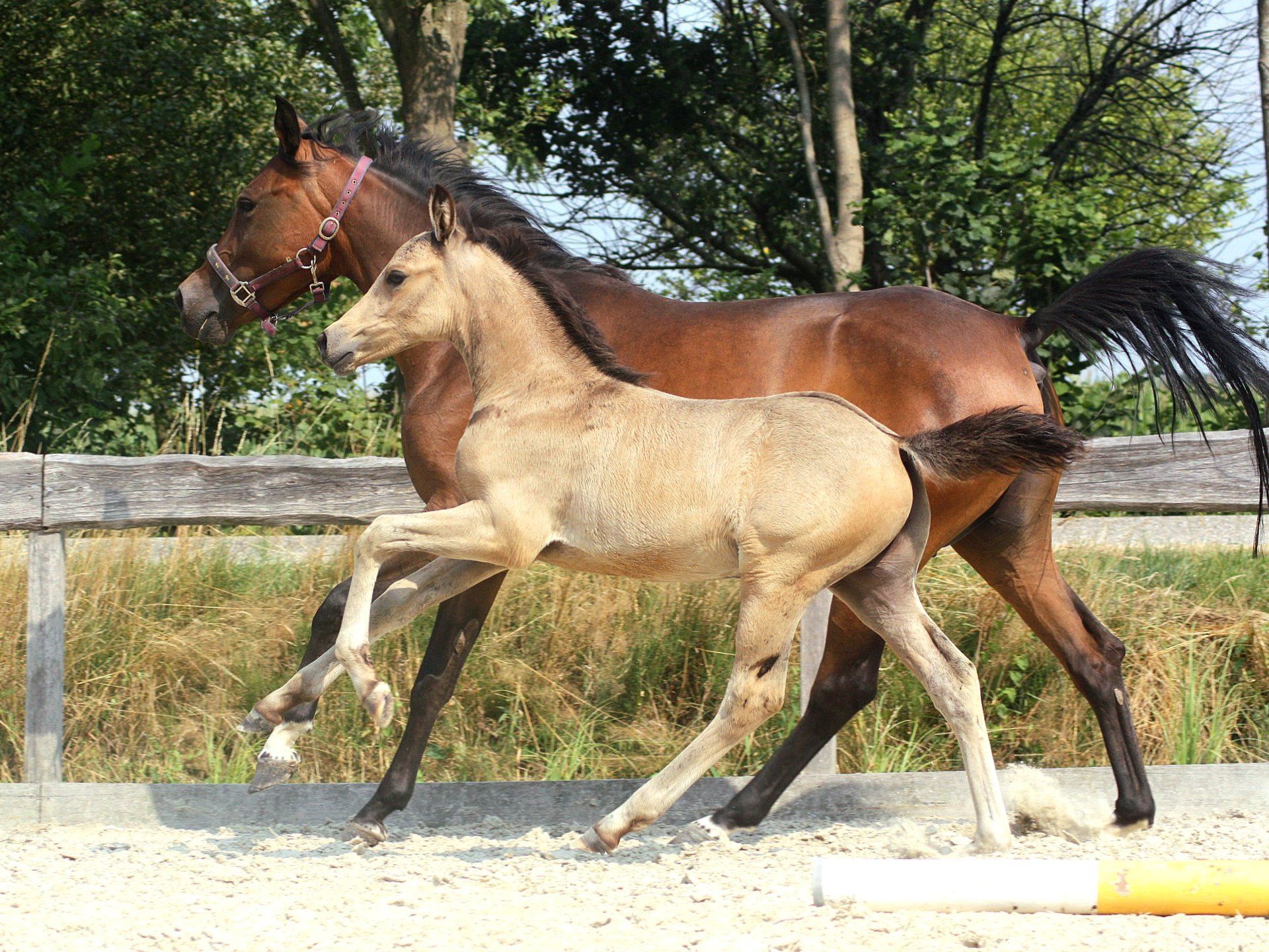 Future FEI star - Golden Grey NRW×Kristall van Orchid's