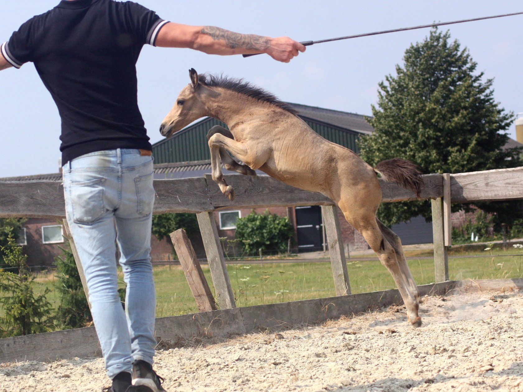 nrps allround-pony hengst 0 år andere-kleur till salu - Foto 3