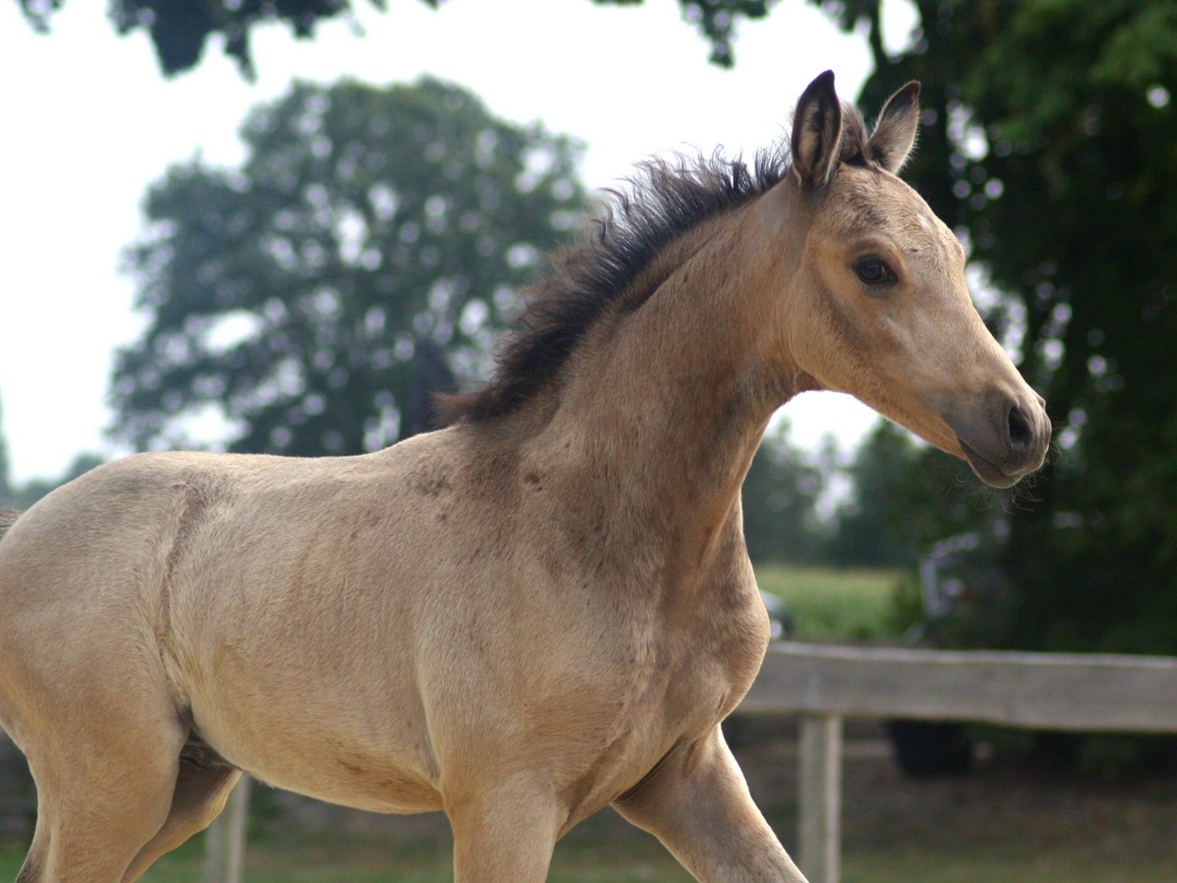 nrps allround-pony hengst 0 år andere-kleur till salu - Foto 4