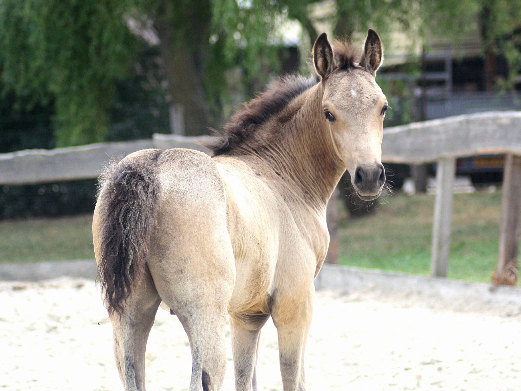 nrps allround-pony hengst 0 år andere-kleur till salu - Foto 2