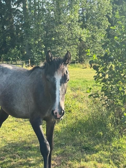 BWP springpaard Hengst 1 jaar Schimmel te koop - Foto 3