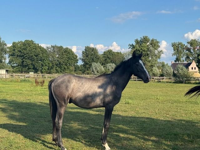 BWP springpaard Hengst 1 jaar Schimmel te koop - Foto 2