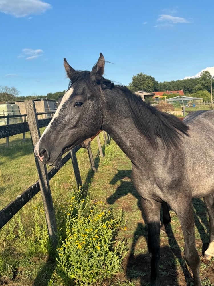 BWP springpaard Hengst 1 jaar Schimmel te koop - Foto 4