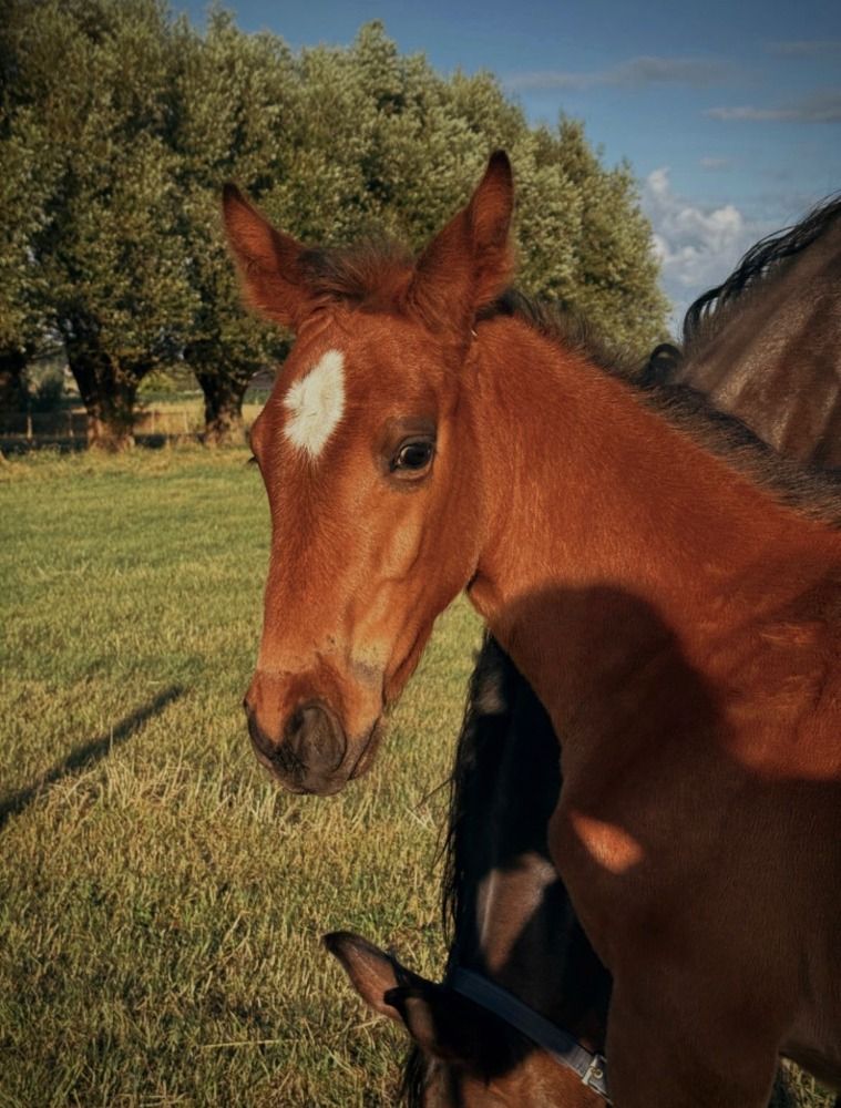 BWP springpaard Hengst Bruin te koop - Foto 4