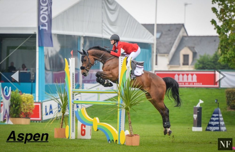 BWP springpaard Hengst Bruin te koop - Foto 6