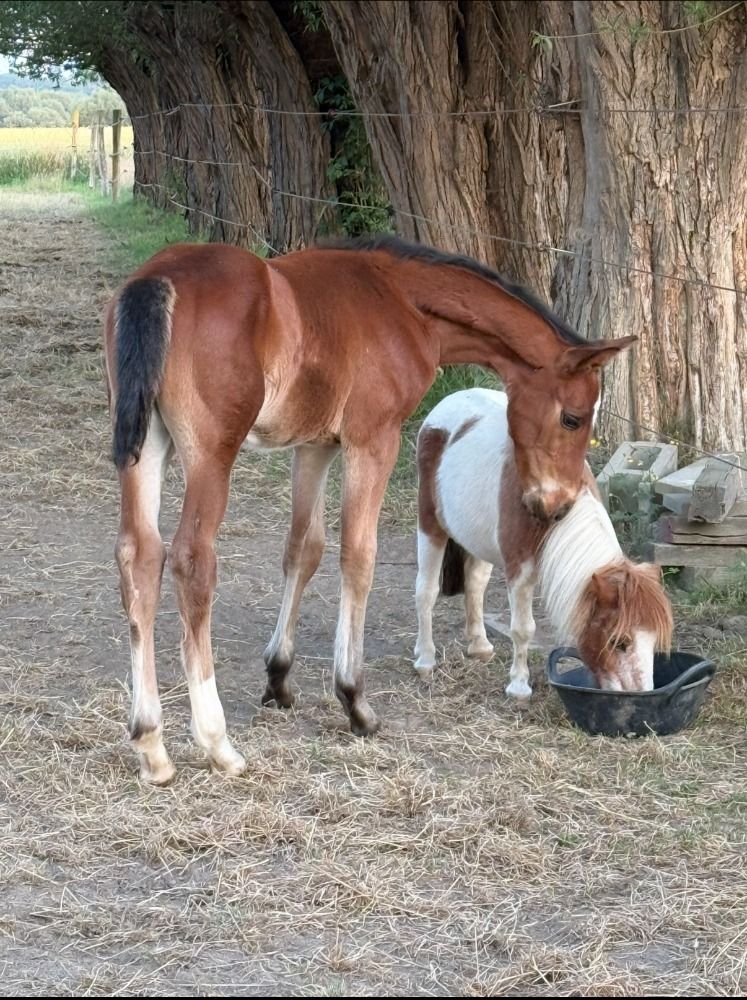 BWP springpaard Hengst Bruin te koop - Foto 5