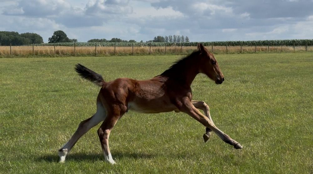 BWP springpaard Hengst Bruin te koop - Hoofdfoto