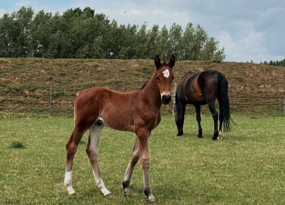 BWP springpaard Hengst Bruin te koop - Foto 2