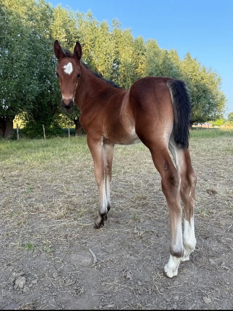 BWP springpaard Hengst Bruin te koop - Foto 3