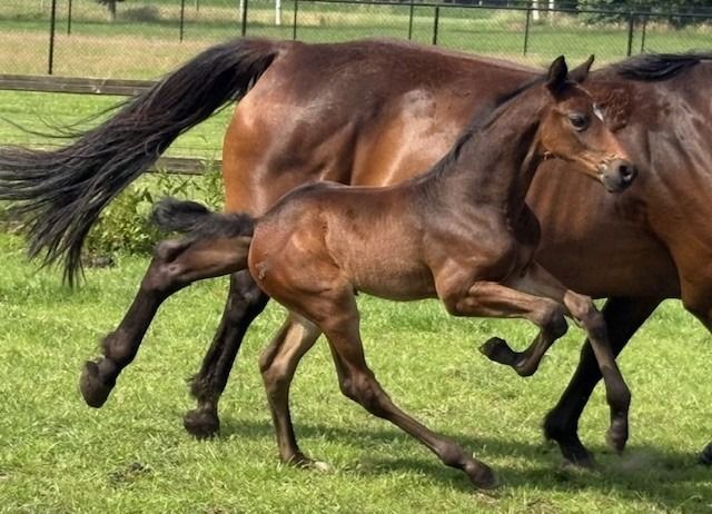 Zangersheide springpaard Hengst te koop - Foto 2