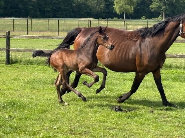 Zangersheide springpaard Hengst te koop - Foto 3