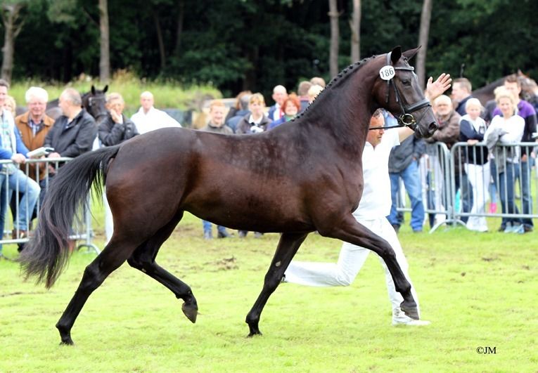 Drachtige elitemerrie uit sterke sportstam