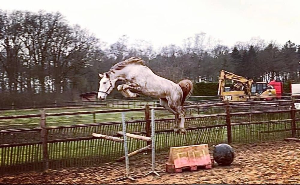 Zangersheide springpaard Ruin 6 jaar Schimmel te koop - Hoofdfoto