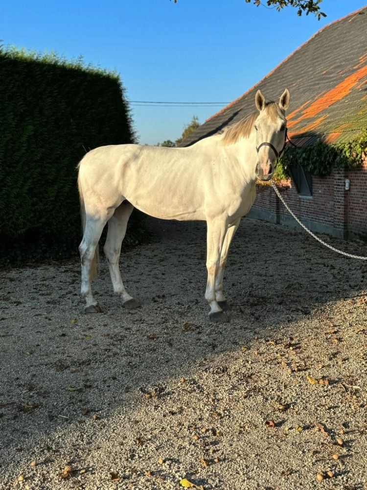 Zangersheide springpaard Ruin 6 jaar Schimmel te koop - Foto 2