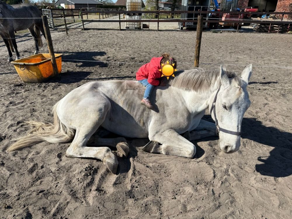 Zangersheide springpaard Ruin 6 jaar Schimmel te koop - Foto 3