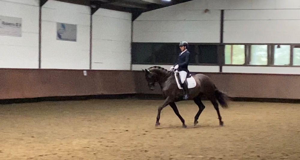 KWPN dressuurpaard Ruin 6 años Donkerbruin en venta - Foto 2