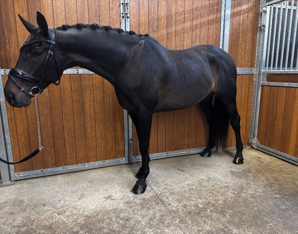 KWPN dressuurpaard Ruin 6 años Donkerbruin en venta - Foto 4