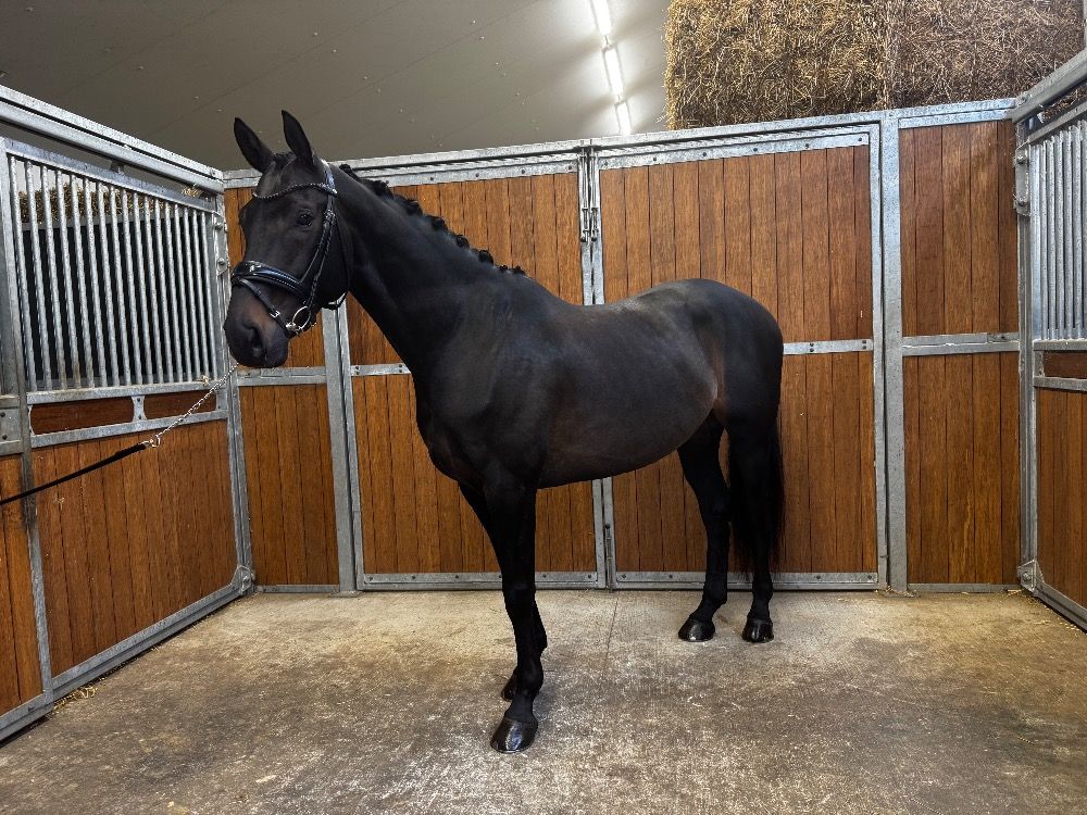 KWPN dressuurpaard Ruin 6 años Donkerbruin en venta - Foto 3