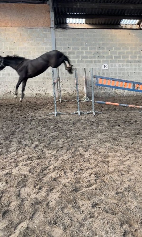 BWP allrounder Hengst 4 jaar Zwart te koop - Foto 6