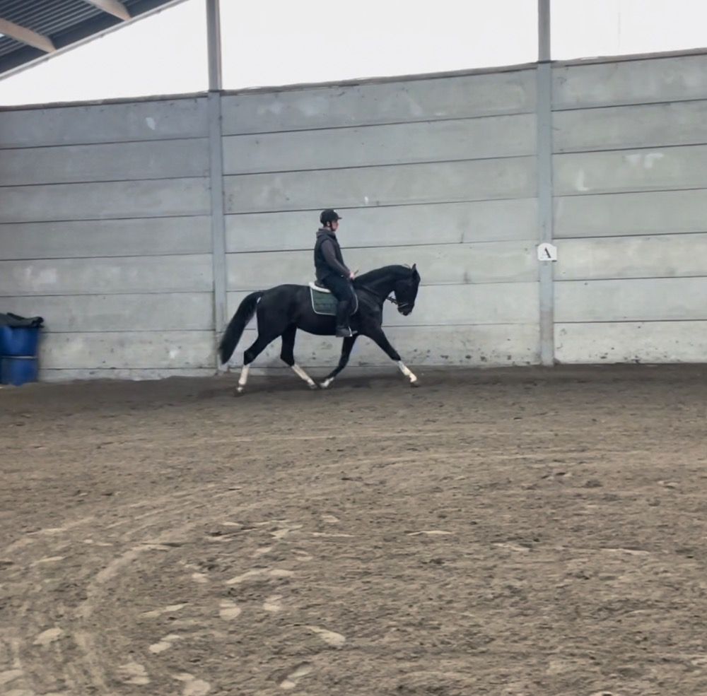 BWP allrounder Hengst 4 jaar Zwart te koop - Foto 3