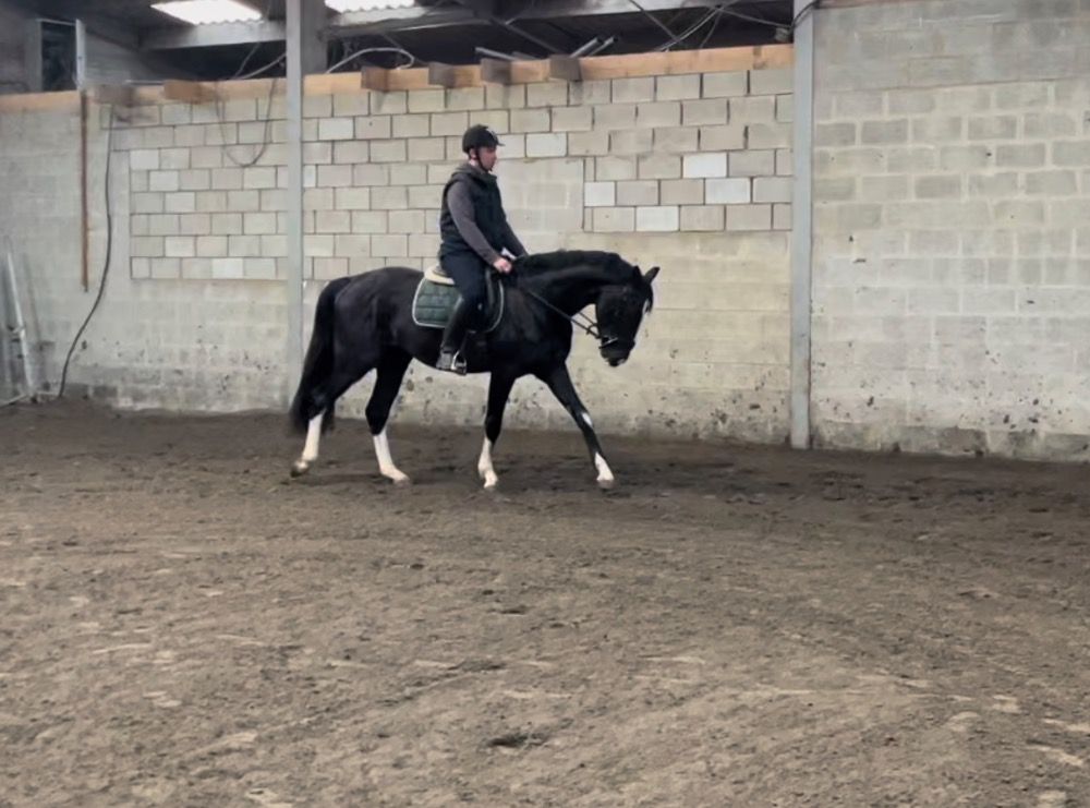 BWP allrounder Hengst 4 jaar Zwart te koop - Foto 2